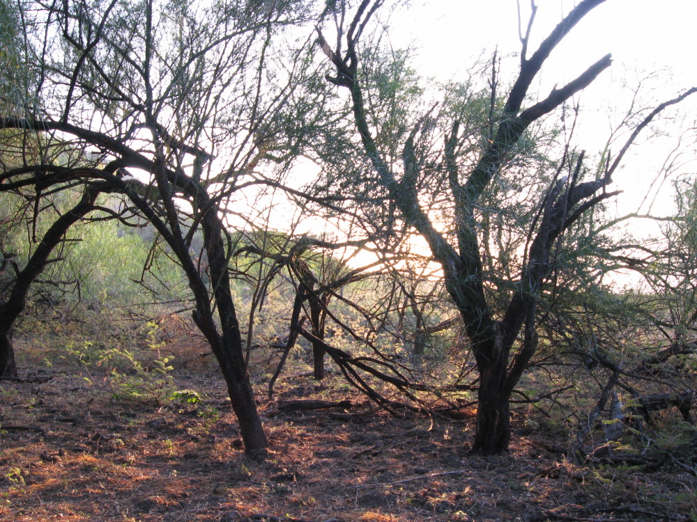 Lokation: Costa Rica | Guanacaste | Palo Verde | Kategorien: Sonnenauf-,untergang, Datum: 16.02.2010