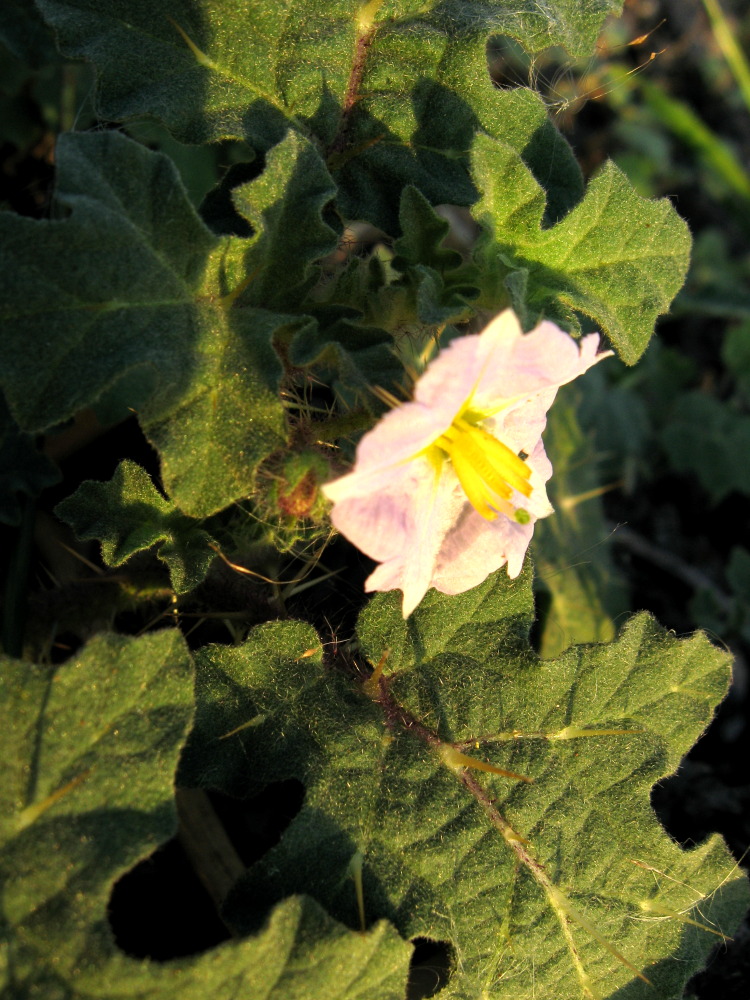 Lokation: Costa Rica | Guanacaste | Palo Verde | Kategorien: Blüte, Datum: 16.02.2010