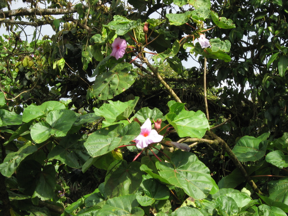 Lokation: Costa Rica | Heredia | Buena Vista | Kategorien: Habitus, Datum: 16.02.2010