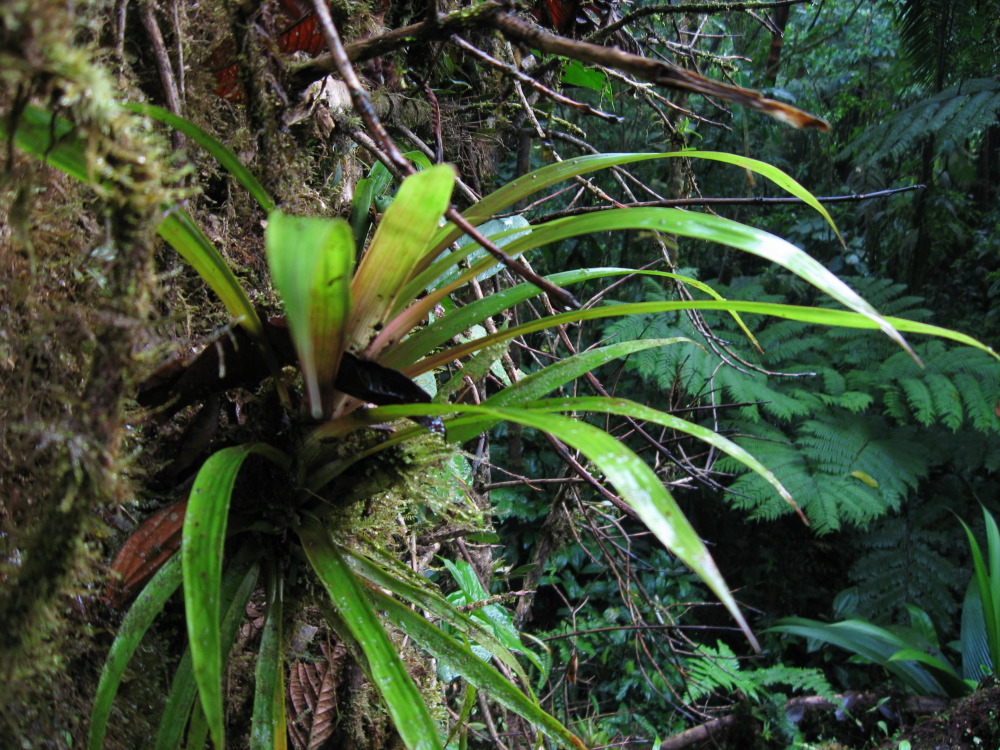 Lokation: Costa Rica | San José | Carrillo | Kategorien: Habitus, Datum: 17.02.2010