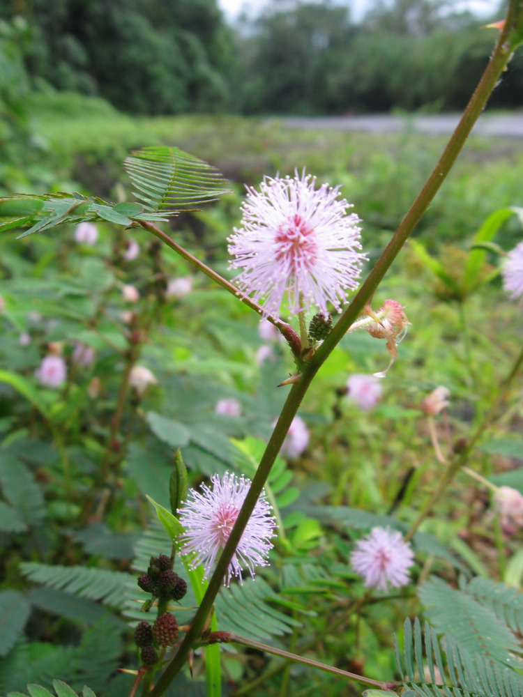 Lokation: Costa Rica | San José | Carrillo | Kategorien: Blüte, Datum: 17.02.2010