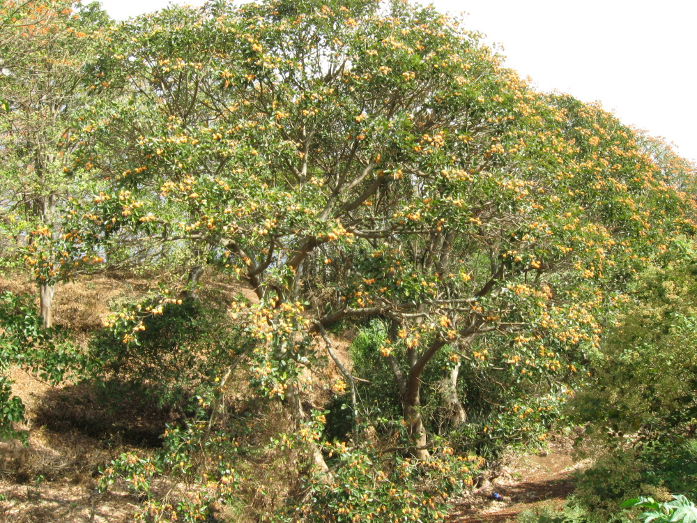 Lokation: Costa Rica | Heredia | San Pablo | Kategorien: Baum, Datum: 17.02.2010