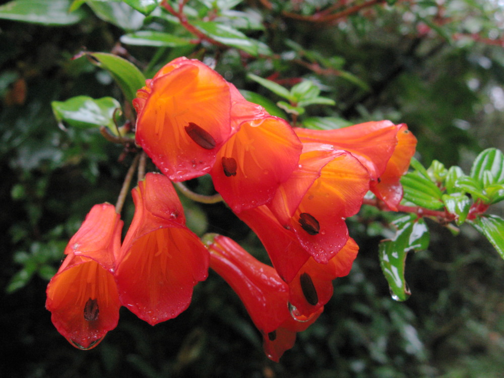 Lokation: Costa Rica | Heredia | Porrosatí | Kategorien: Blüte, Datum: 17.02.2010