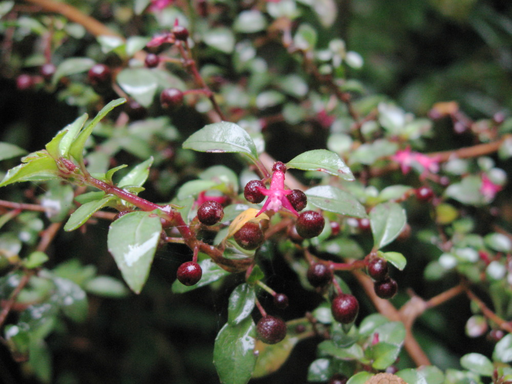 Lokation: Costa Rica | Heredia | Porrosatí | Kategorien: Habitus, Datum: 17.02.2010