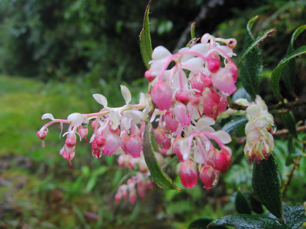 Lokation: Costa Rica | Heredia | Porrosatí | Kategorien: Blüte, Datum: 17.02.2010