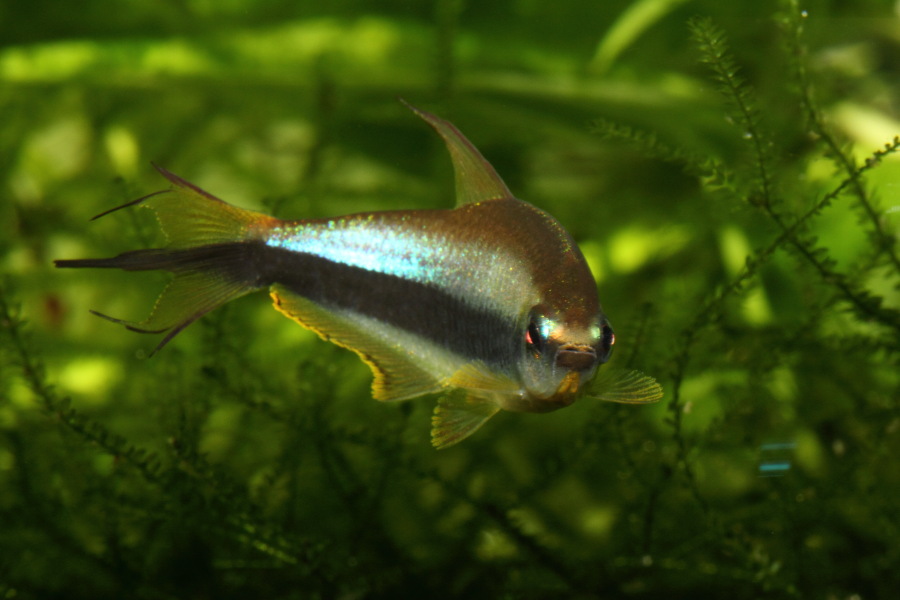 Lokation: Deutschland | Nordrhein-Westfalen | Bergisch Gladbach | Rodemich Kategorien: Fische, Zoo, Datum: 28.11.2010