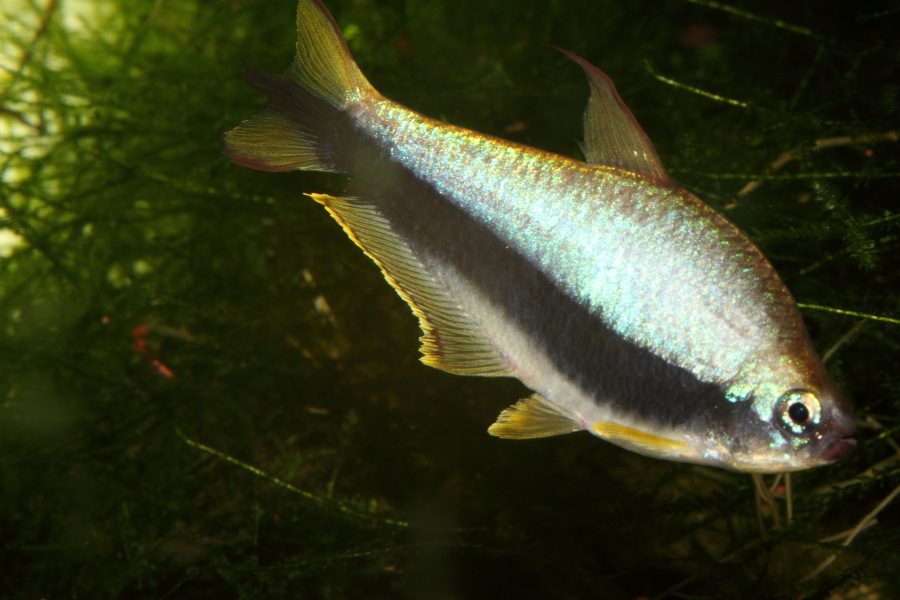 Lokation: Deutschland | Nordrhein-Westfalen | Bergisch Gladbach | Rodemich Kategorien: Fische, Zoo, Datum: 28.11.2010