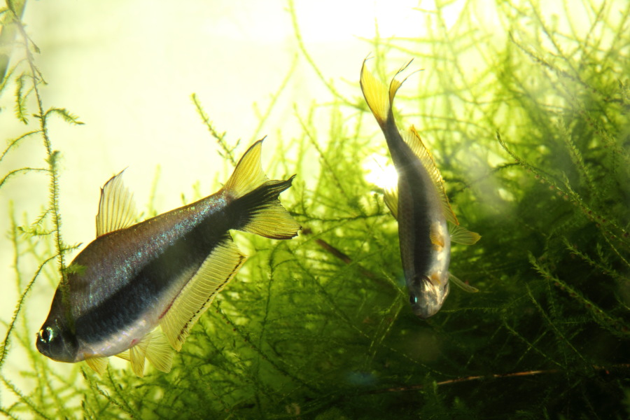 Lokation: Deutschland | Nordrhein-Westfalen | Bergisch Gladbach | Rodemich Kategorien: Fische, Zoo, Datum: 28.11.2010