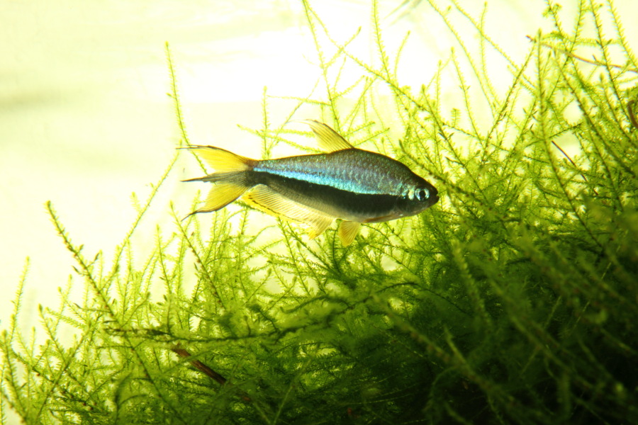 Lokation: Deutschland | Nordrhein-Westfalen | Bergisch Gladbach | Rodemich Kategorien: Fische, Zoo, Datum: 28.11.2010