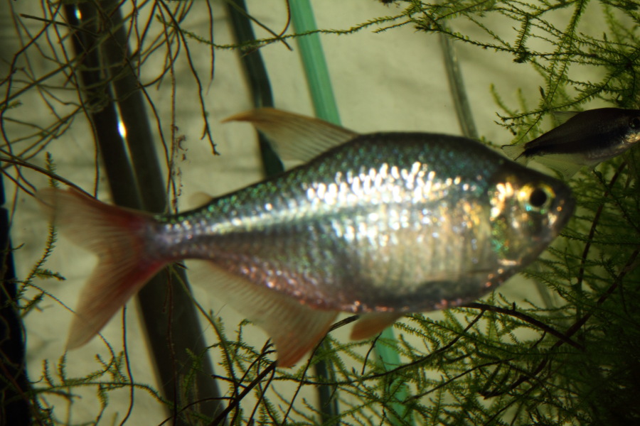 Lokation: Deutschland | Nordrhein-Westfalen | Bergisch Gladbach | Rodemich Kategorien: Fische, Zoo, Datum: 28.11.2010