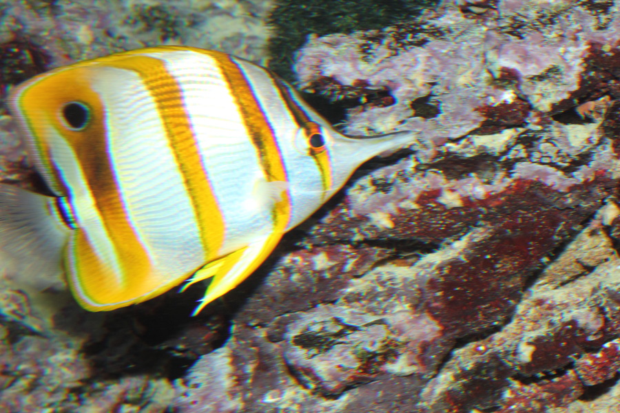 Lokation: Deutschland | Nordrhein-Westfalen | Köln | Riehl Kategorien: Fische, Zoo, Datum: 11.12.2010