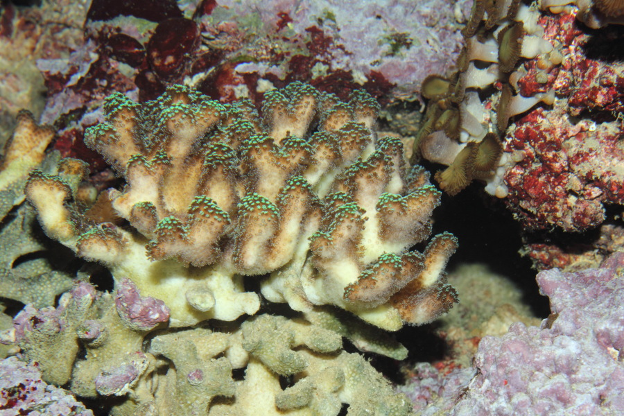 Lokation: Deutschland | Nordrhein-Westfalen | Köln | Riehl Kategorien: Fische, Zoo, Datum: 11.12.2010