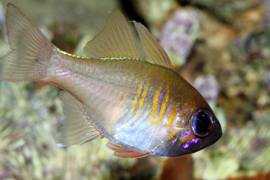 Lokation: Deutschland | Nordrhein-Westfalen | Köln | Riehl Kategorien: Fische, Zoo, Datum: 11.12.2010