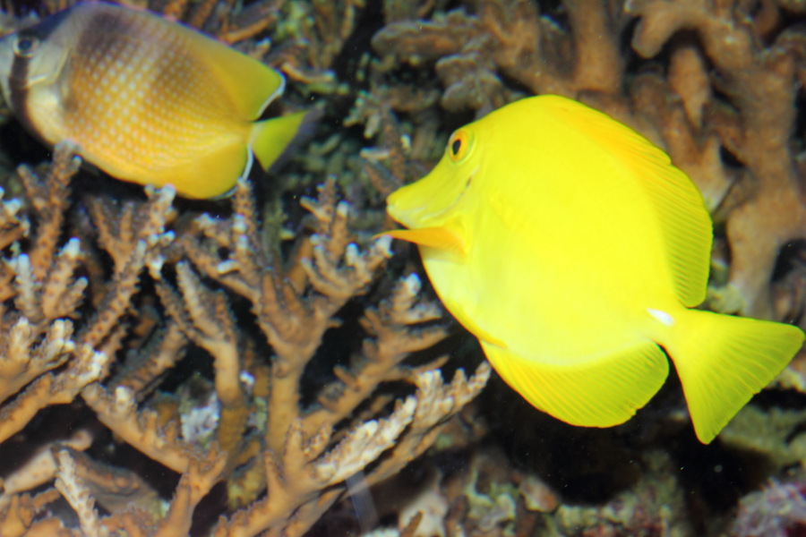 Lokation: Deutschland | Nordrhein-Westfalen | Köln | Riehl Kategorien: Fische, Zoo, Datum: 11.12.2010