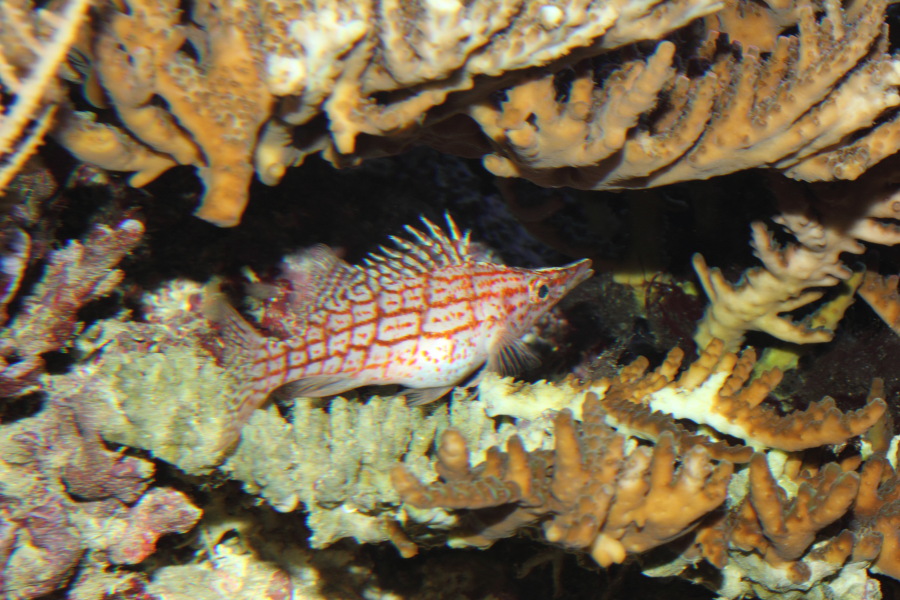 Lokation: Deutschland | Nordrhein-Westfalen | Köln | Riehl Kategorien: Fische, Zoo, Datum: 11.12.2010