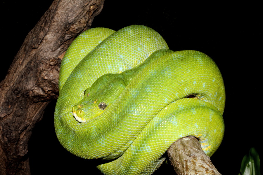 Lokation: Deutschland | Nordrhein-Westfalen | Köln | Riehl Kategorien: Reptilien, Zoo, Datum: 11.12.2010