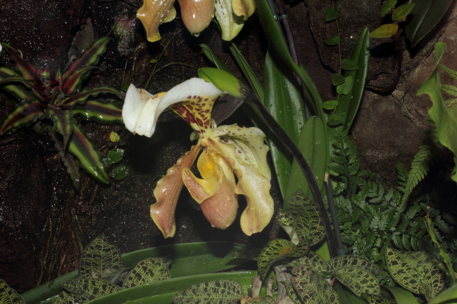 Lokation: Deutschland | Nordrhein-Westfalen | Köln | Riehl Kategorien: Zoo, Datum: 11.12.2010