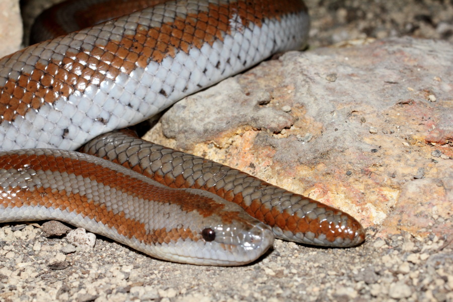 Lokation: Deutschland | Nordrhein-Westfalen | Köln | Riehl Kategorien: Reptilien, Zoo, Datum: 11.12.2010