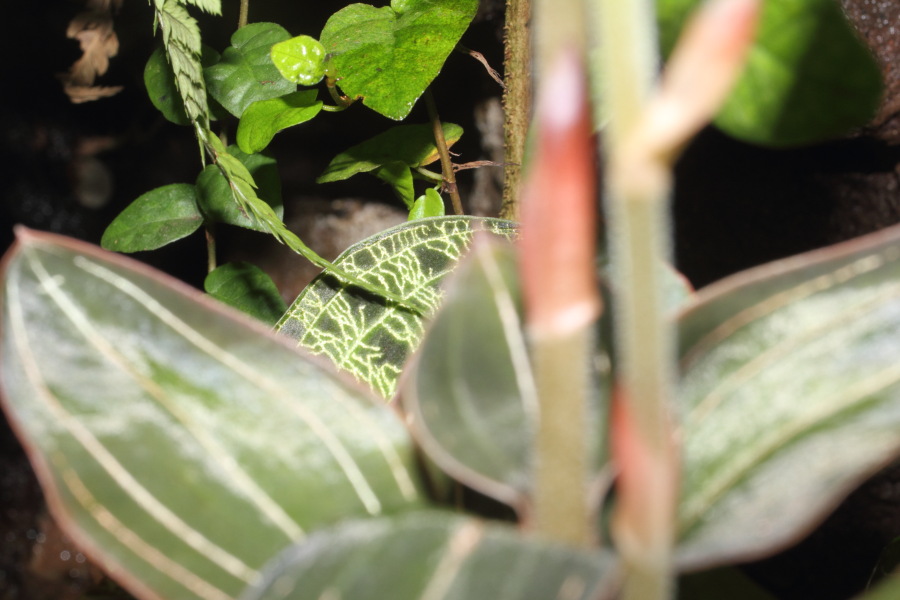 Lokation: Deutschland | Nordrhein-Westfalen | Köln | Riehl Kategorien: Zoo, Datum: 11.12.2010