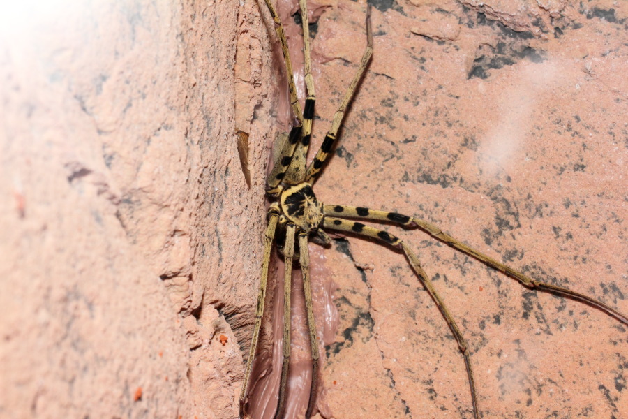 Lokation: Deutschland | Nordrhein-Westfalen | Köln | Riehl Kategorien: Zoo, Datum: 11.12.2010
