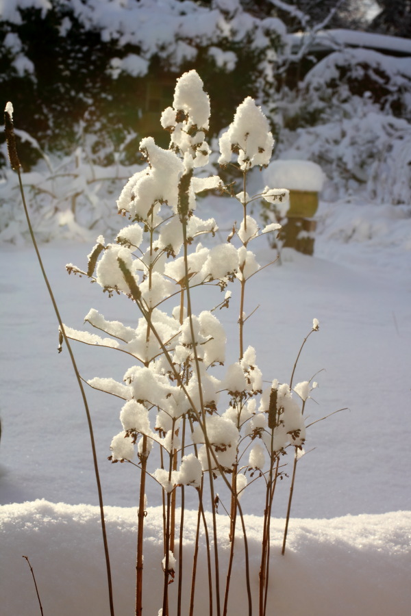 Lokation: Deutschland | Nordrhein-Westfalen | Bergisch Gladbach | Rodemich Kategorien: Winter, Datum: 18.12.2010