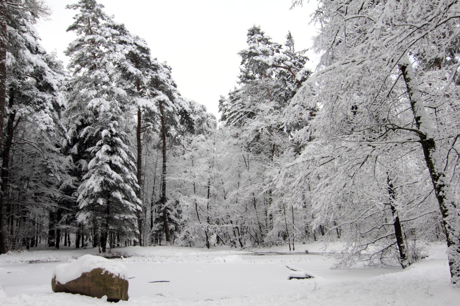 Lokation: Deutschland | Nordrhein-Westfalen | Bergisch Gladbach | Rodemich Kategorien: Winter, Datum: 18.12.2010