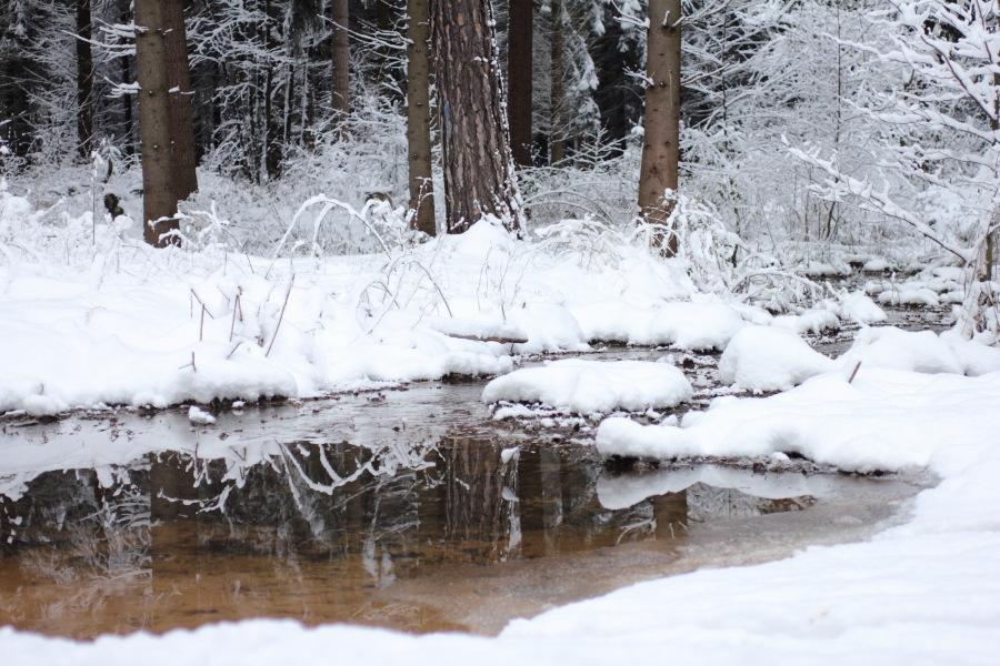 Lokation: Deutschland | Nordrhein-Westfalen | Bergisch Gladbach | Rodemich Kategorien: Winter, Datum: 18.12.2010