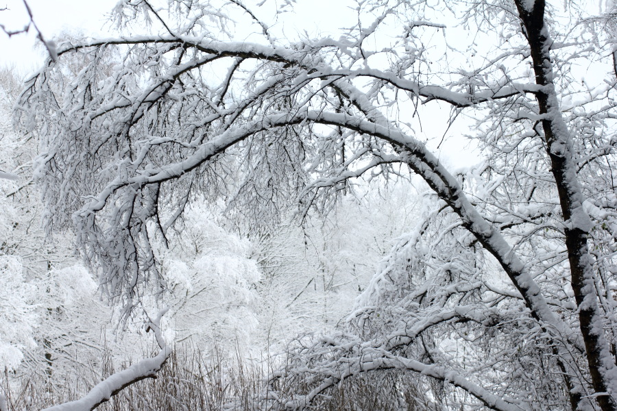Lokation: Deutschland | Nordrhein-Westfalen | Bergisch Gladbach | Rodemich Kategorien: Winter, Datum: 18.12.2010
