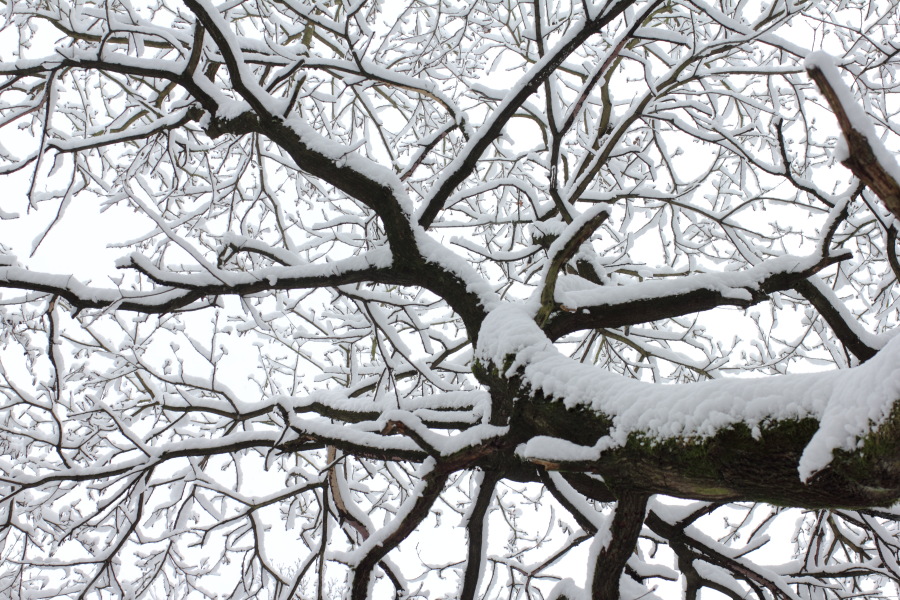 Lokation: Deutschland | Nordrhein-Westfalen | Bergisch Gladbach | Lückerath Kategorien: Winter, Datum: 18.12.2010