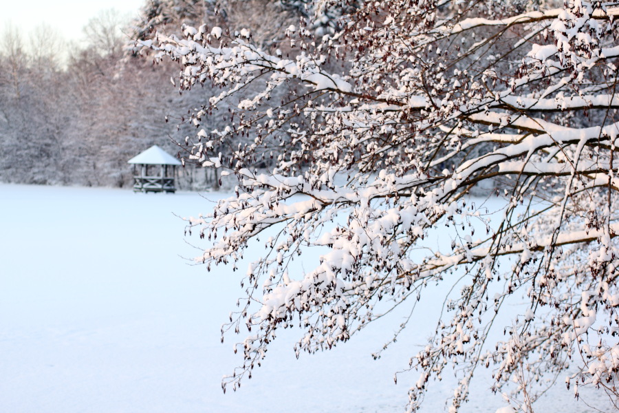 Lokation: Deutschland | Nordrhein-Westfalen | Bergisch Gladbach | Lückerath Kategorien: Winter, Datum: 18.12.2010