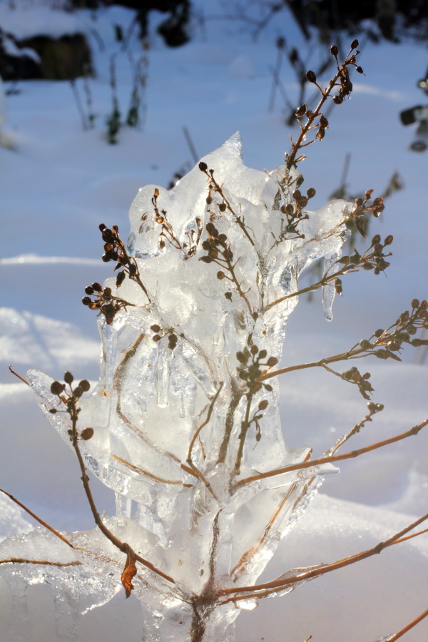 Lokation: Deutschland | Nordrhein-Westfalen | Bergisch Gladbach | Lückerath Kategorien: Winter, Datum: 30.12.2010