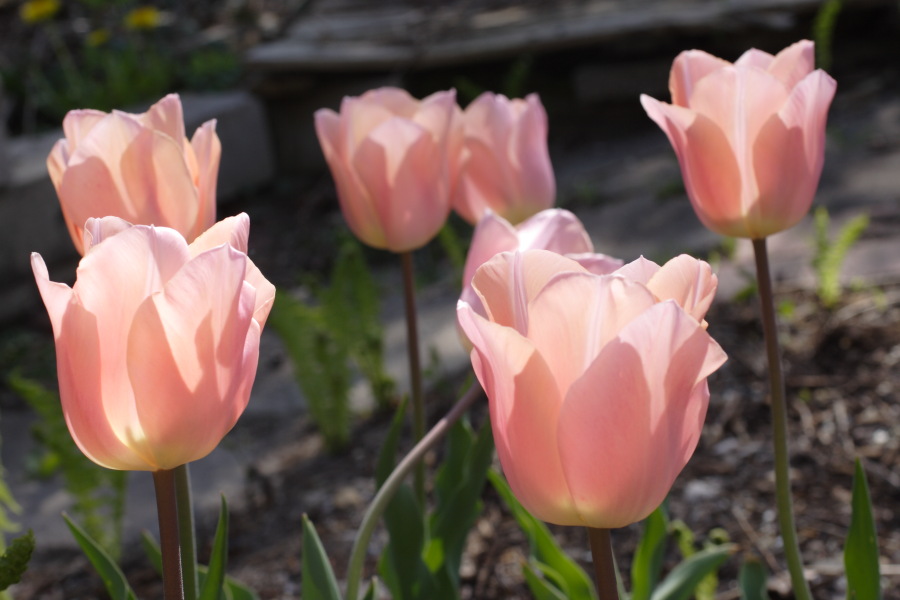 Lokation: Deutschland | Nordrhein-Westfalen | Bergisch Gladbach | Rodemich Kategorien: Garten, Datum: 23.04.2010
