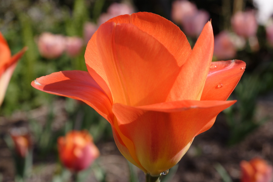 Lokation: Deutschland | Nordrhein-Westfalen | Köln | Flittard Kategorien: Garten, Datum: 23.04.2010