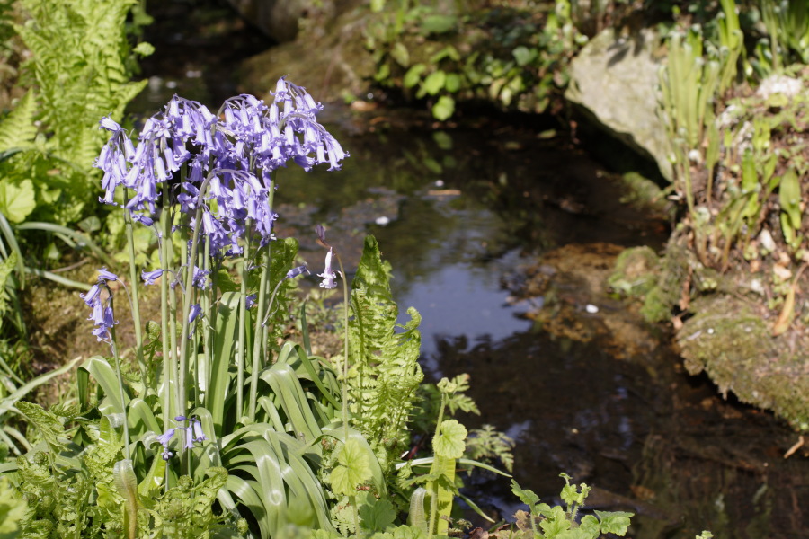 Lokation: Deutschland | Nordrhein-Westfalen | Köln | Flittard Kategorien: Garten, Datum: 24.04.2010