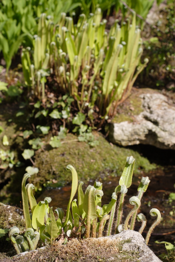 Lokation: Deutschland | Nordrhein-Westfalen | Köln | Flittard Kategorien: Garten, Datum: 24.04.2010