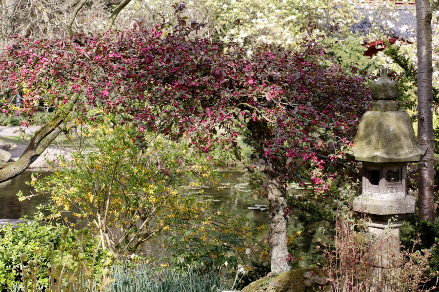 Lokation: Deutschland | Nordrhein-Westfalen | Köln | Flittard Kategorien: Garten, Datum: 24.04.2010