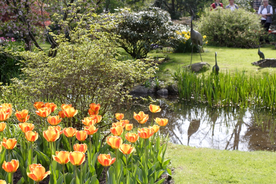 Lokation: Deutschland | Nordrhein-Westfalen | Köln | Flittard Kategorien: Garten, Datum: 24.04.2010