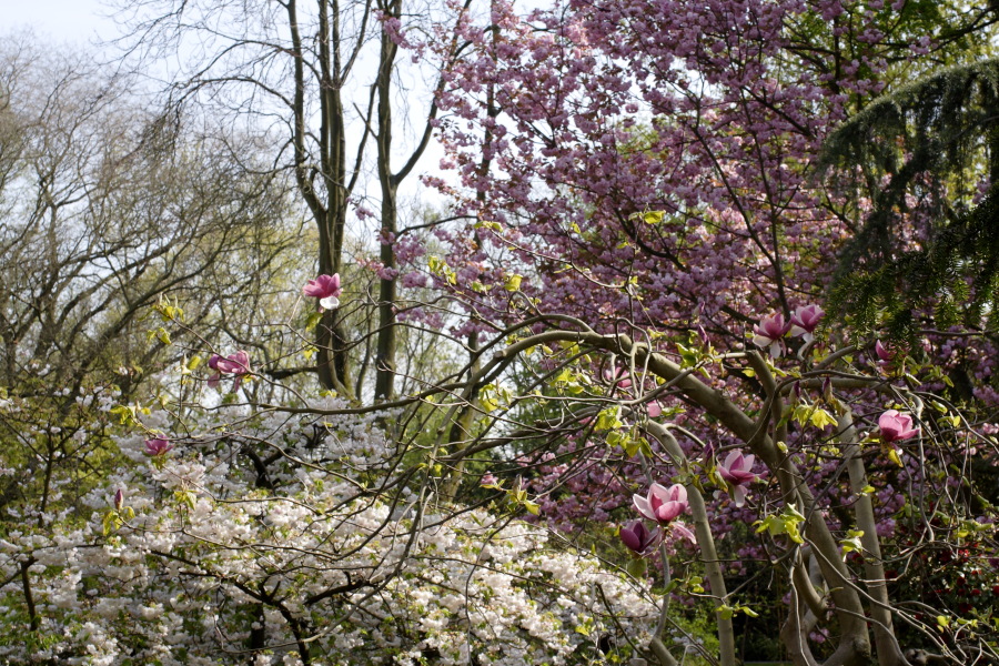 Lokation: Deutschland | Nordrhein-Westfalen | Köln | Flittard Kategorien: Garten, Datum: 24.04.2010
