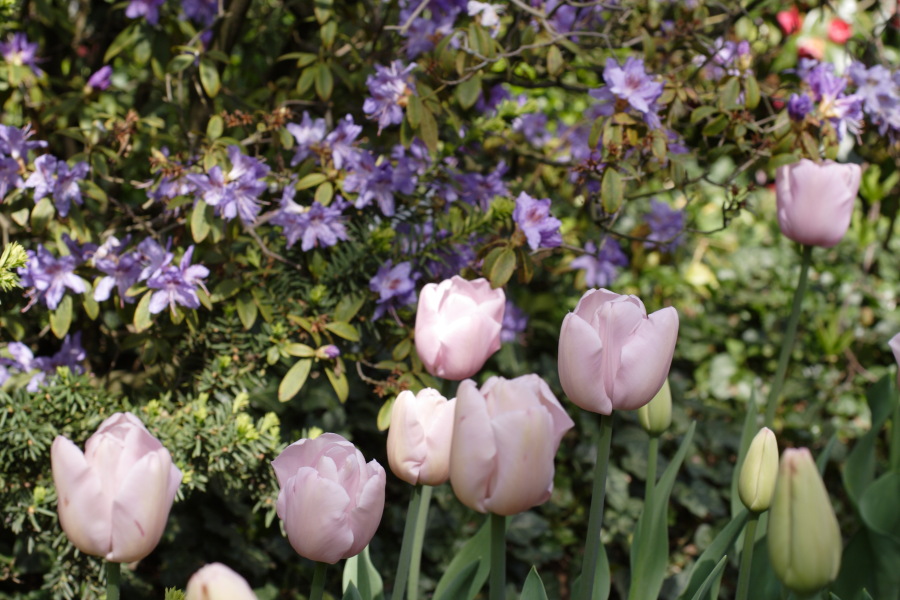 Lokation: Deutschland | Nordrhein-Westfalen | Köln | Flittard Kategorien: Garten, Datum: 24.04.2010