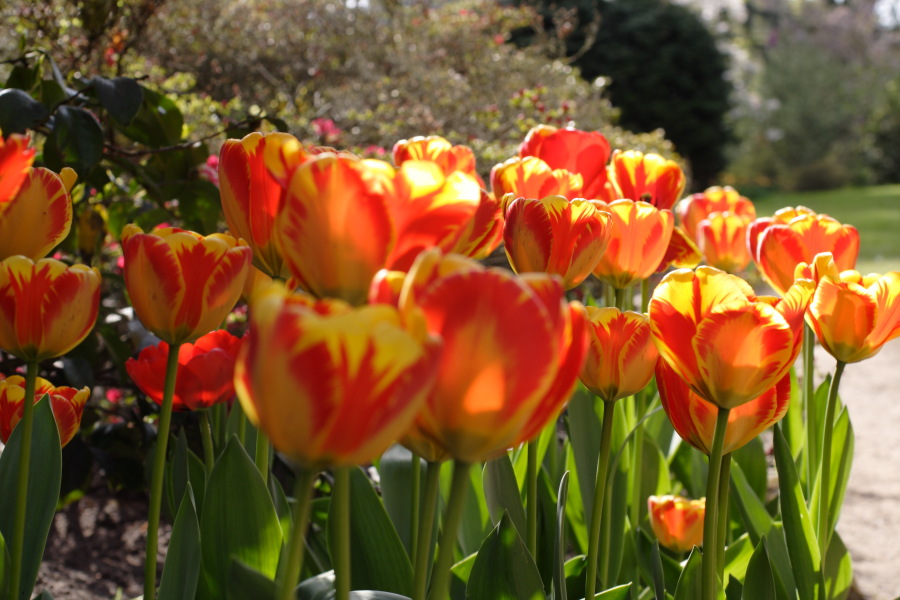 Lokation: Deutschland | Nordrhein-Westfalen | Köln | Flittard Kategorien: Garten, Datum: 24.04.2010