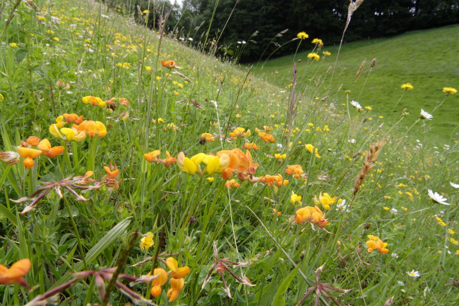 Lokation: Deutschland | Nordrhein-Westfalen | Rösrath | Unterlüghausen Kategorien: Vegetation, Datum: 17.06.2010