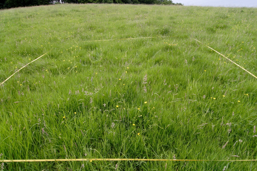 Lokation: Deutschland | Nordrhein-Westfalen | Rösrath | Unterlüghausen Kategorien: Dauerquadrat, Datum: 17.06.2010