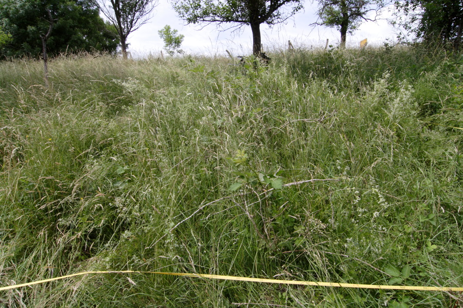 Lokation: Deutschland | Nordrhein-Westfalen | Rösrath | Menzlingen Kategorien: Dauerquadrat, Datum: 17.06.2010