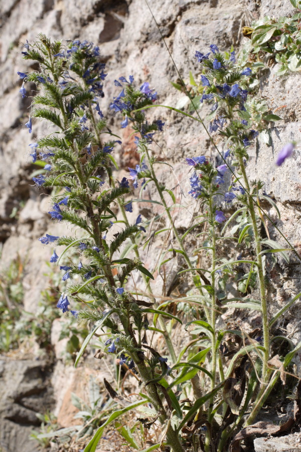 Lokation: Deutschland | Nordrhein-Westfalen | Dormagen | Zons Kategorien: Vegetation, Datum: 27.06.2010