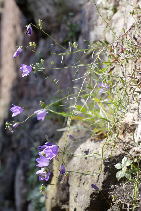 Lokation: Deutschland | Nordrhein-Westfalen | Dormagen | Zons Kategorien: Vegetation, Datum: 27.06.2010