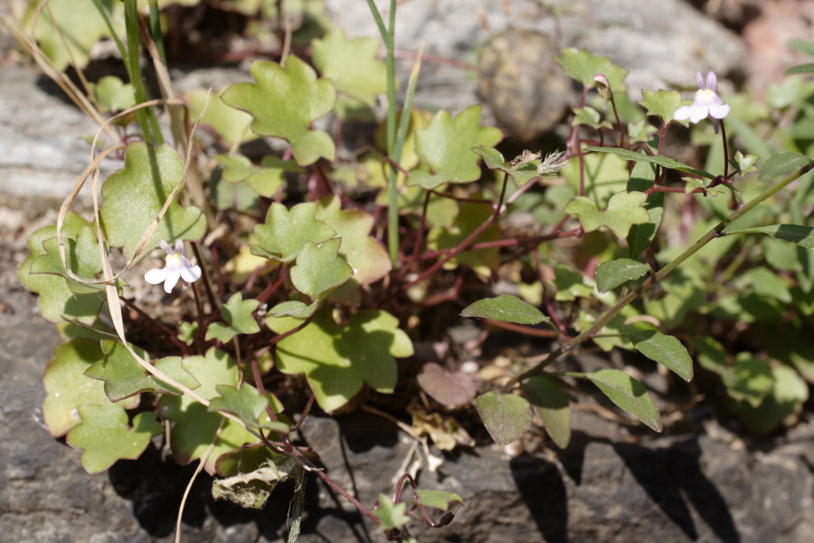Lokation: Deutschland | Nordrhein-Westfalen | Dormagen | Zons Kategorien: Vegetation, Datum: 27.06.2010