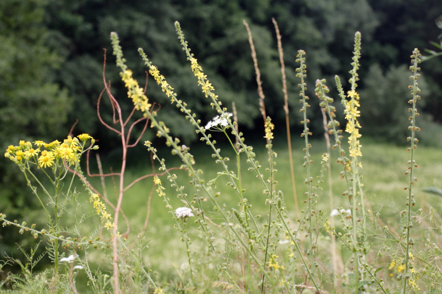 Lokation: Deutschland | Nordrhein-Westfalen | Rösrath | Klein Bliersbach Kategorien: Vegetation, Datum: 04.07.2010