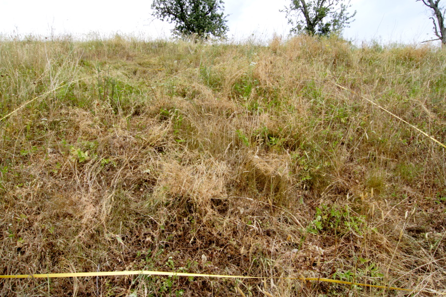 Lokation: Deutschland | Nordrhein-Westfalen | Rösrath | Klein Bliersbach Kategorien: Dauerquadrat, Datum: 04.07.2010