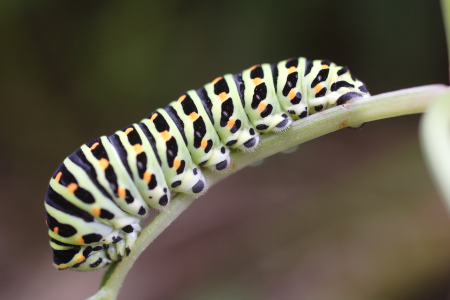 Lokation: Deutschland | Nordrhein-Westfalen | Bergisch Gladbach | Rodemich Kategorien: Schmetterlinge, Datum: 22.08.2010
