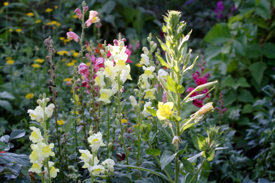 Lokation: Deutschland | Nordrhein-Westfalen | Bergisch Gladbach | Rodemich Kategorien: Naturgarten, Datum: 04.09.2010